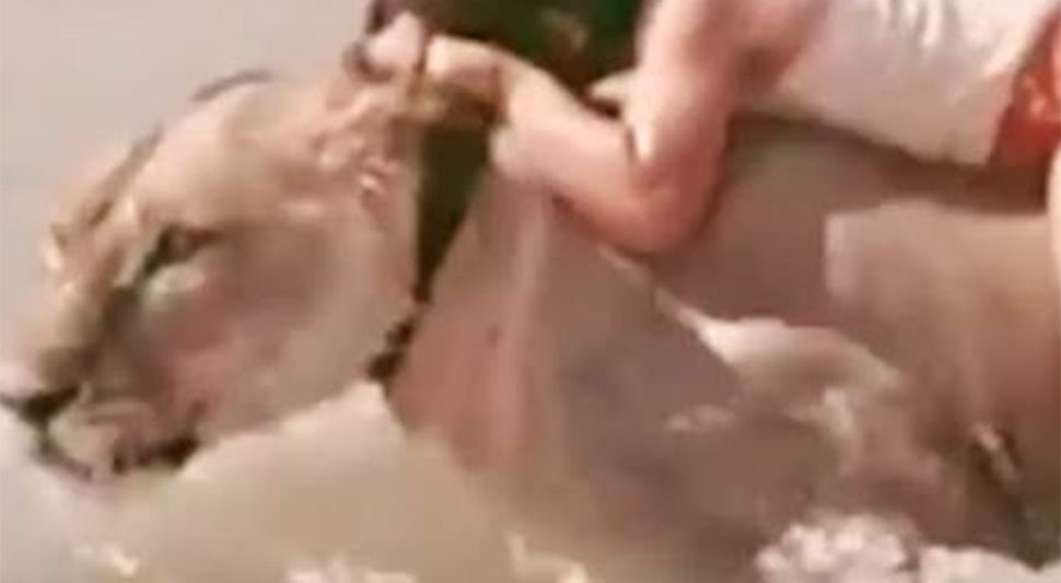 lav-screenshot-youtube.jpg